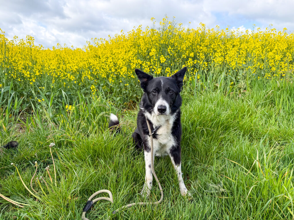 ROCKY vor dem blühenden Rapsfeld.