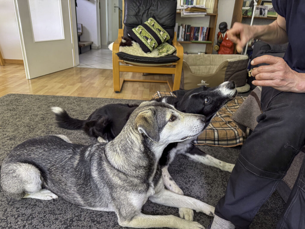 TANUSCHKA und ROCKY bekommen nach dem Krallenschneiden ein Leckerchen.