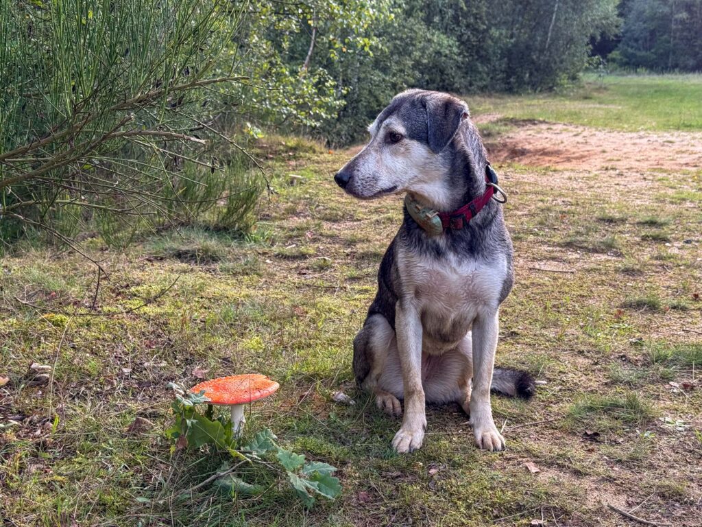 TANUSCHKA sitzt neben einem Fliegenpilz.
