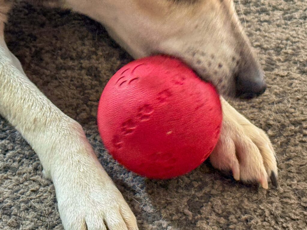 TANUSCHKA knabbert auf dem roten Ball rum.